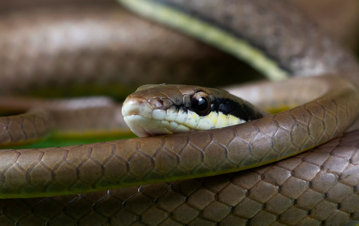 https://gruponascente.com.br/wp-content/uploads/2025/05/cobra.png