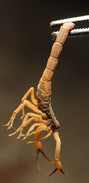 https://gruponascente.com.br/wp-content/uploads/2025/05/cobra2.png
